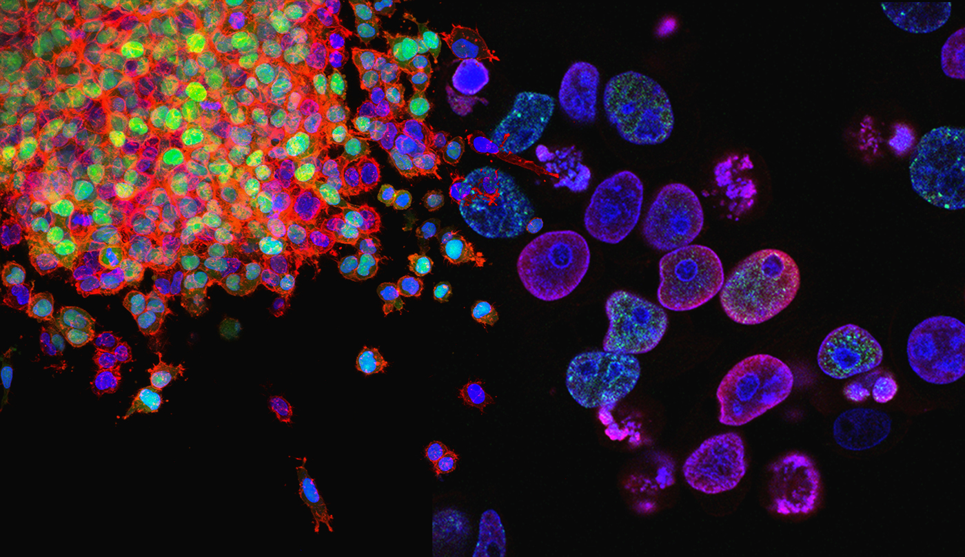 Research GrantsBiomedical Sciences